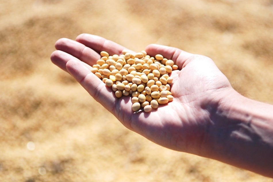 Inteligência Artificial: Reforçando a governança e a qualidade na agroindústria